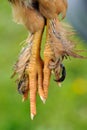 Feather-Footed Chicken Paws Royalty Free Stock Photo