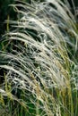 Feather-grass