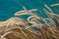 Feather grass