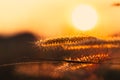 Feather grass flower sunset background rural countryside landscape Royalty Free Stock Photo