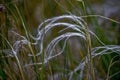 Feather grass mat grass Royalty Free Stock Photo