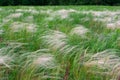 Feather grass, mat grass. swaying in the wind Royalty Free Stock Photo