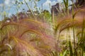 Feather grass on a meadow Royalty Free Stock Photo