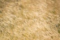 Feather Grass or Needle Grass, Nassella tenuissima and white background