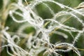 Feather Grass or Needle Grass, Nassella tenuissima, forms already at the slightest breath of wind filigree pattern Royalty Free Stock Photo