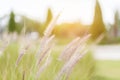 Feather Grass or Needle Grass, Royalty Free Stock Photo