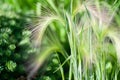 Feather grass, needle grass, or spear grass Stipa sp