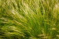 Feather grass steppe closeup