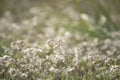 Feather grass Stipa growing in the meadow Royalty Free Stock Photo