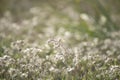 Feather grass Stipa growing in the meadow