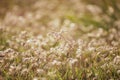 Feather grass Stipa growing in the meadow, Warm autumn in the steppe Crimea Royalty Free Stock Photo
