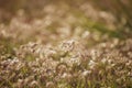 Feather grass Stipa growing in the meadow Royalty Free Stock Photo