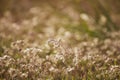 Feather grass Stipa growing in the meadow Royalty Free Stock Photo