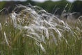 Feather grass Stipa pennata in nature reserve Mainz Germany