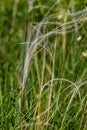 Feather grass, Stipa pennata and Timothy grass, Phleum pratense in a steppe meadow