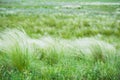 Feather grass in the sunlight in the afternoon winds Royalty Free Stock Photo