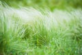 Feather grass in the sunlight in the afternoon winds Royalty Free Stock Photo