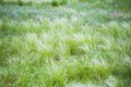 Feather grass in the sunlight in the afternoon winds Royalty Free Stock Photo