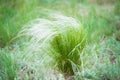 Feather grass in the sunlight in the afternoon winds Royalty Free Stock Photo