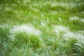 Feather grass in the sunlight in the afternoon winds Royalty Free Stock Photo