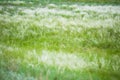 Feather grass in the sunlight in the afternoon winds Royalty Free Stock Photo