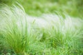 Feather grass in the sunlight in the afternoon winds Royalty Free Stock Photo