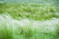 Feather grass in the sunlight in the afternoon winds Royalty Free Stock Photo