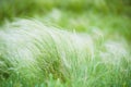 Feather grass in the sunlight in the afternoon winds Royalty Free Stock Photo