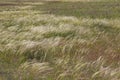 Feather grass sways in the wind in the steppe