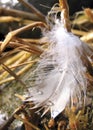 Feather in the grass - vertical