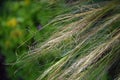 Feather grass, waving in the wind