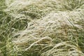 Feather grass in wind Royalty Free Stock Photo