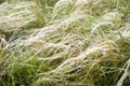 Feather grass in wind Royalty Free Stock Photo