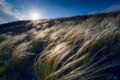 Feather grass in a wind Royalty Free Stock Photo