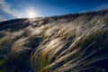 Feather grass in a wind