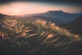 Feather grass on a wind in a mountain valley. Instagram stylization Royalty Free Stock Photo