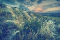 Feather grass in a wind v Royalty Free Stock Photo