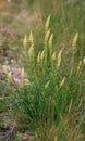 Feather grass