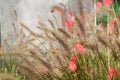 Feather in the green grass in the fog Royalty Free Stock Photo