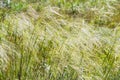 Feather hairlike lat. Stipa capillata