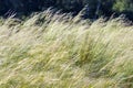 Feather hairlike lat. Stipa capillata