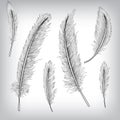 Feather Hand Drawn Background Royalty Free Stock Photo