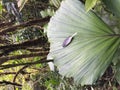 A feather that has fallen in the middle of a gigantic green leaf in the amazon rainforest