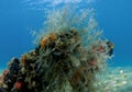 Feather Hydroid Royalty Free Stock Photo