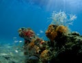 Feather Hydroid Royalty Free Stock Photo