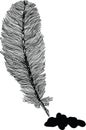 Feather illustration