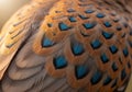 Feather intersects harmoniously, creating a layered, textured Royalty Free Stock Photo