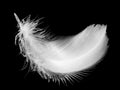 Feather, isolated on the black background.