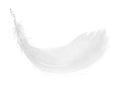 Feather, isolated on the white background.