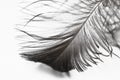 Feather isolated on a white background Royalty Free Stock Photo